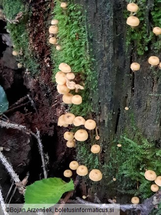 Xeromphalina campanella