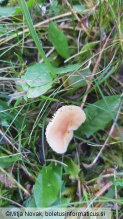Cuphophyllus pratensis