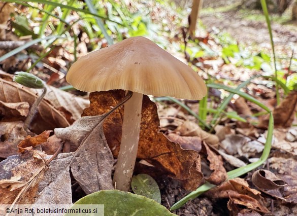 Psathyrella spadiceogrisea