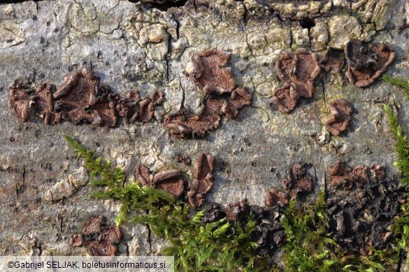 Hypoxylon cercidicola