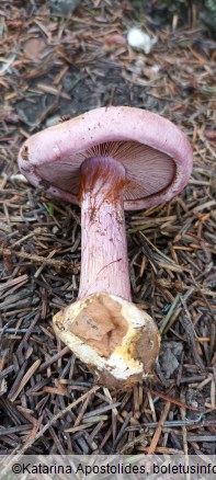 Calonarius suaveolens