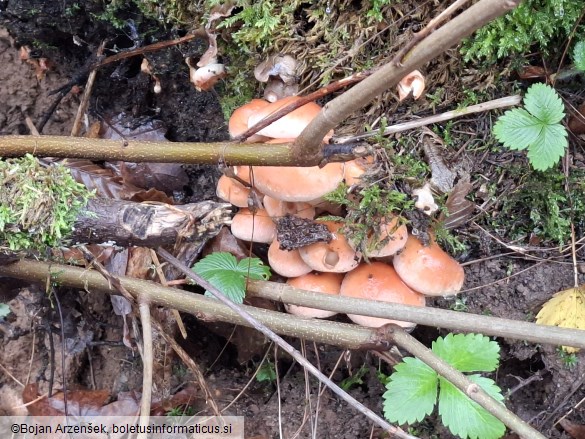 Hypholoma lateritium