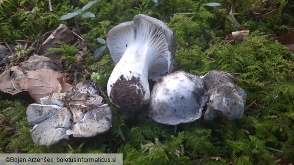 Hygrophorus marzuolus