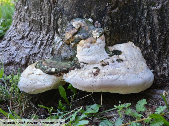 Perenniporia fraxinea