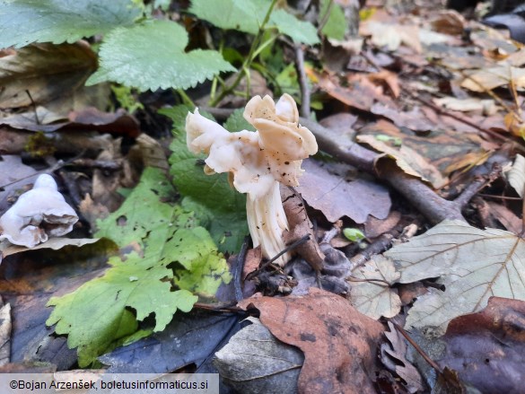 Helvella crispa