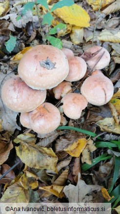 Hypholoma capnoides