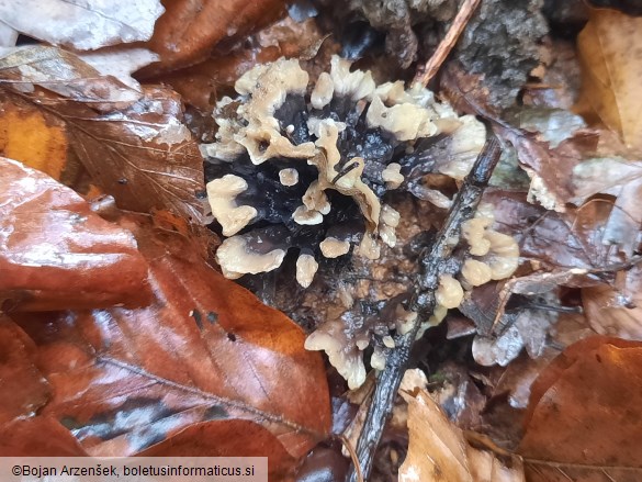Thelephora atrocitrina