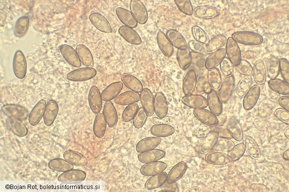 Suillellus mendax