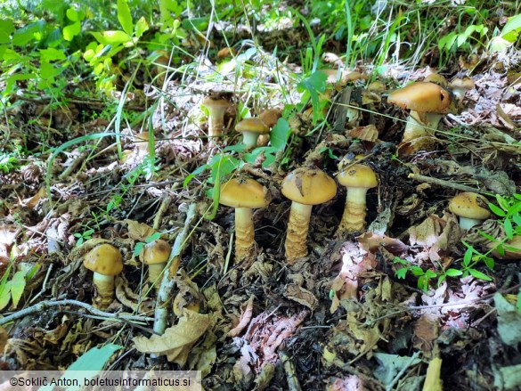 Cortinarius trivialis