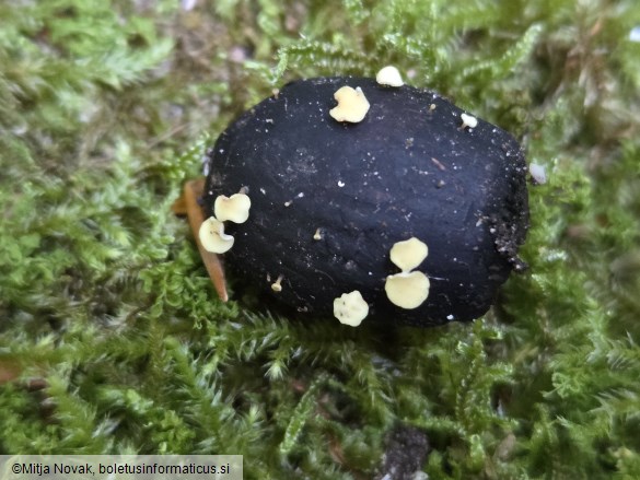 Hymenoscyphus fructigenus