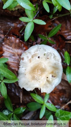Stropharia aeruginosa
