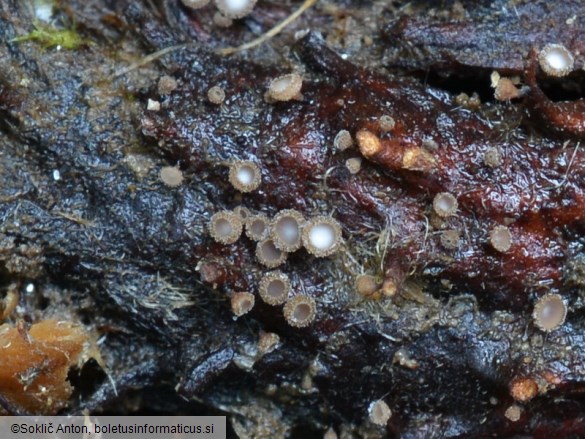 Brunnipila fuscescens