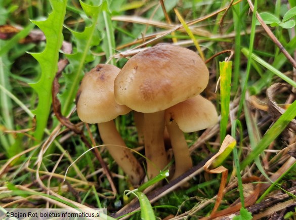 Hygrocybe ingrata