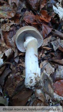 Cortinarius caperatus