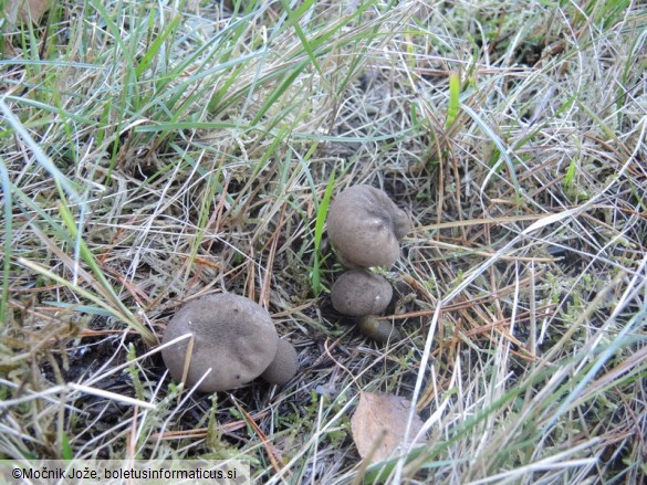 Lycoperdon umbrinum