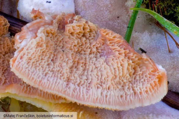 Merulius tremellosus