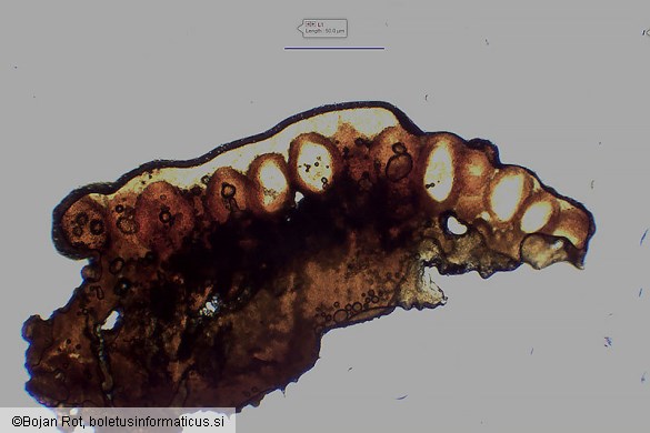 Neonectria punicea