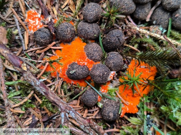 Byssonectria terrestris