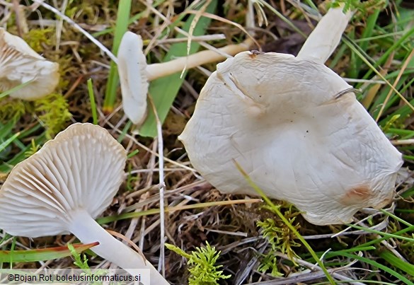 Collybia rivulosa