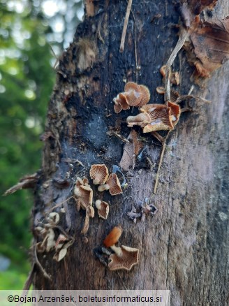 Panellus stipticus