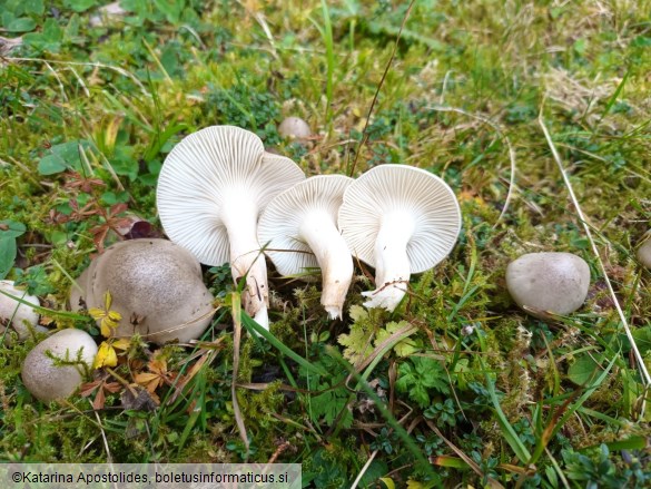 Hygrophorus agathosmus
