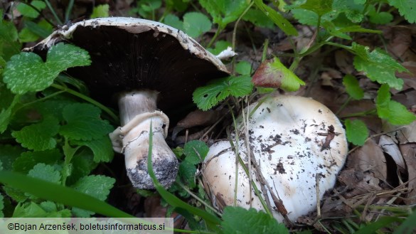 Agaricus bitorquis