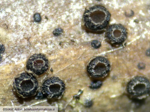 Pyrenopeziza rubi