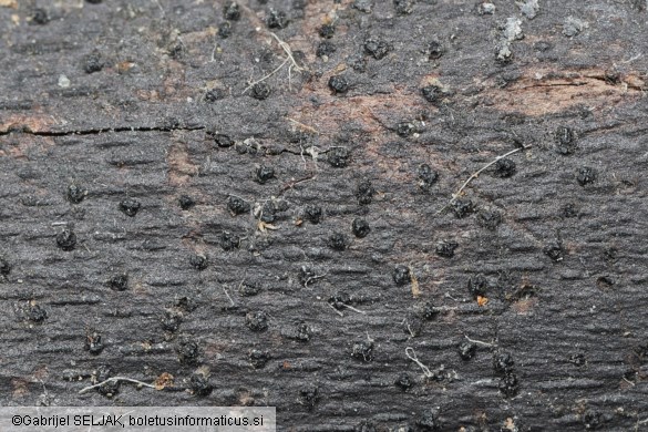 Eutypa maura