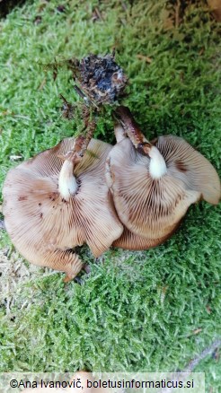 Kuehneromyces mutabilis