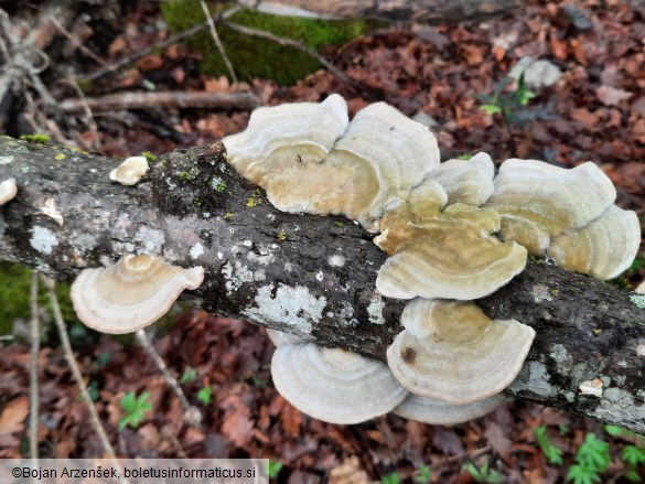 Trametes hirsuta