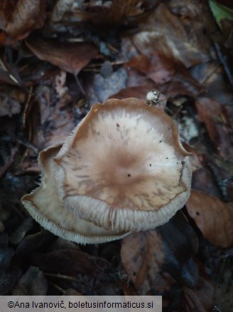 Ampulloclitocybe clavipes
