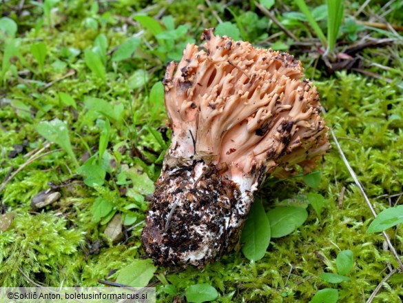 Ramaria bataillei