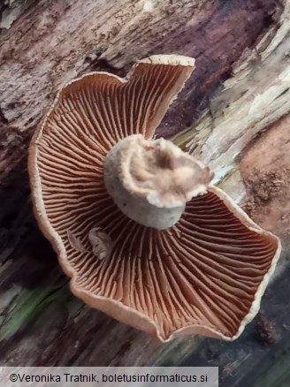 Panellus stipticus