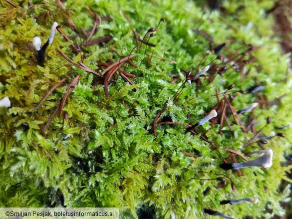 Xylosphaera hypoxylon