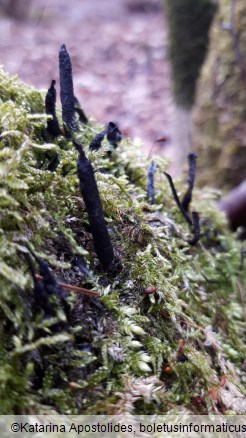 Xylaria longipes