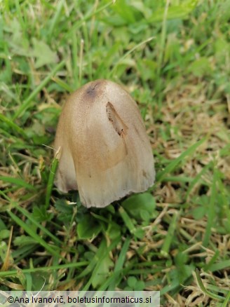 Coprinopsis atramentaria