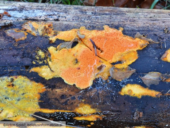 Auriporia aurulenta