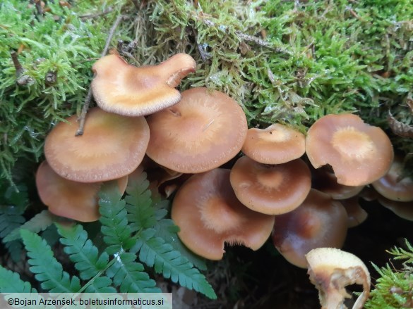 Kuehneromyces mutabilis