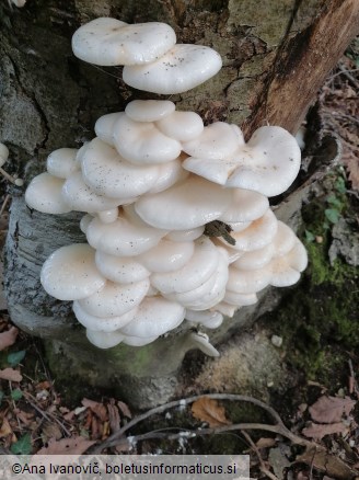 Mucidula mucida