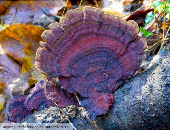 Daedaleopsis tricolor