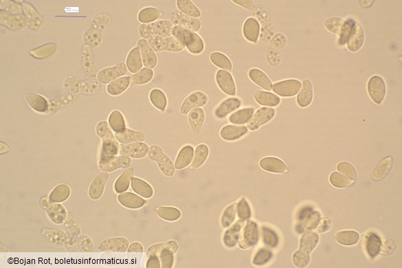 Arrhenia