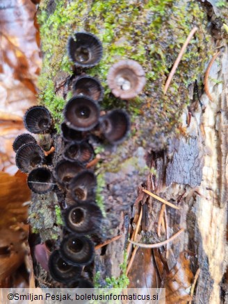Cyathus striatus