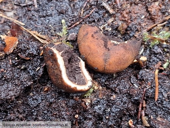 Elaphomyces granulatus