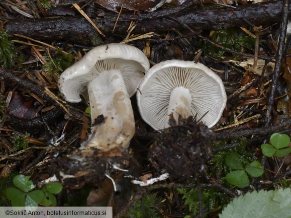 Atractosporocybe inornata