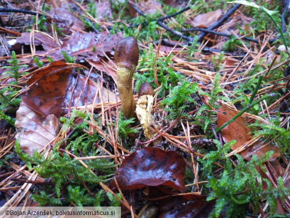 Tolypocladium capitatum