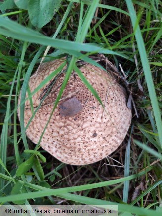 Echinoderma asperum