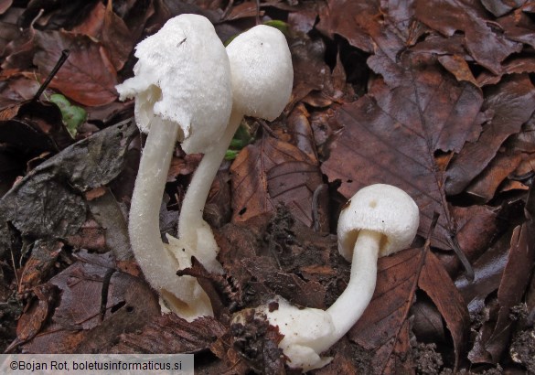 Volvariella surrecta