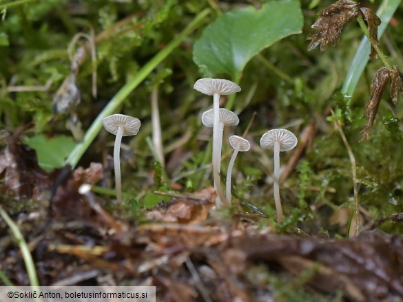Collybia cirrhata