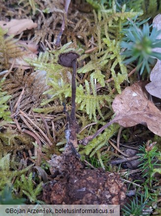 Auriscalpium vulgare