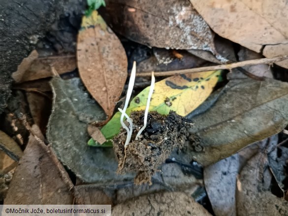 Clavaria falcata